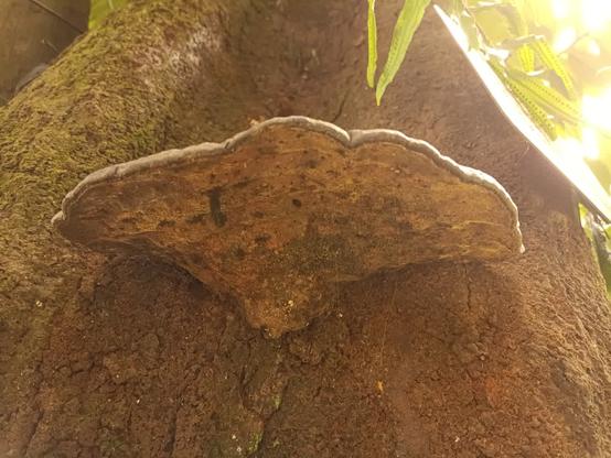 Close up of the same fungus from below, showing the bottom. Again, orange.