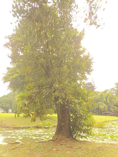 This time the photo was taken from further back, showing the complete tree. This species is critically endangered. Photo still orange because of the messed-up white balance.

If you want to see photos of this same tree with better white balance, go see my post from last year, link in post.