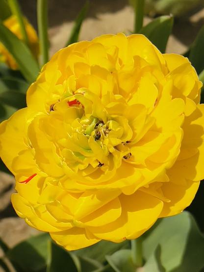 Tulips