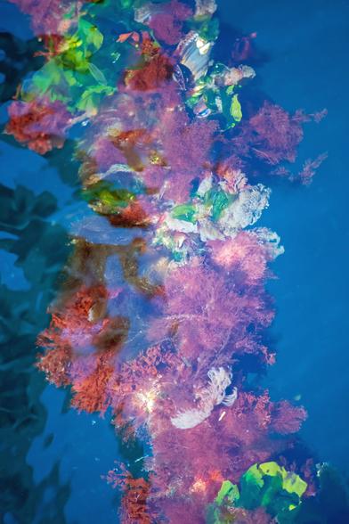 A riot of colours, red, bright green, pink, white, blue, deep green, scrambled together underwater, looking like an impressionist painting. Some of the red seaweed is feathery, some  comes in flat, smooth sheets, as do also the neon green blades of sea lettuce. Several circles of white tentacles are anemones. Near the top, there's a blue mussel with its shell gaping open; the edges of the mantle inside are scalloped, giving the impression of teeth. All against a background of swirling blue water and deep green shadows.