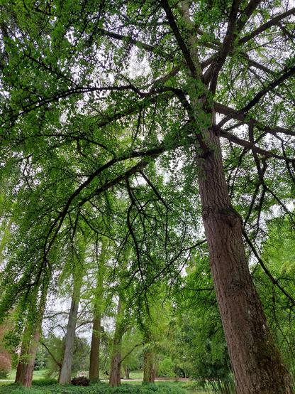 Grands arbres en vert tendre