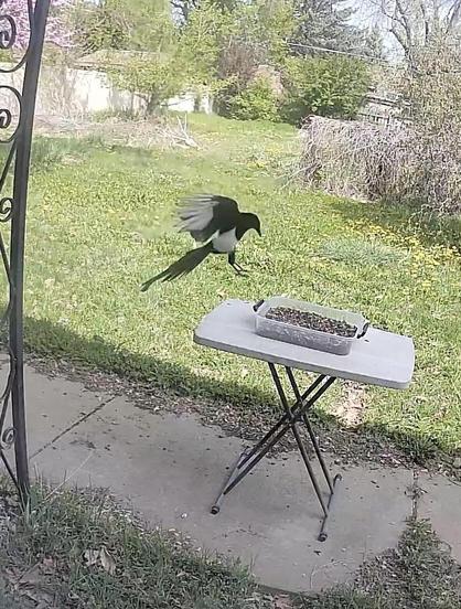 A magpie is captured mid-flight near a small table with a dish of birdseed. The background features a grassy area with some scattered wildflowers and greenery.
