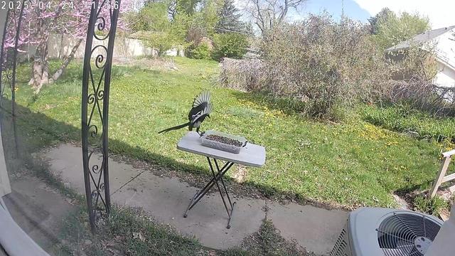 A bird is seen landing on a table with birdseed in a backyard setting. The scene features green grass, blooming trees, and a sunny, clear sky.