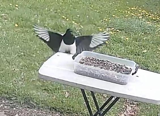 A black and white bird with its wings spread is landing on a table that holds a container filled with seeds. The background features green grass with yellow dandelions.