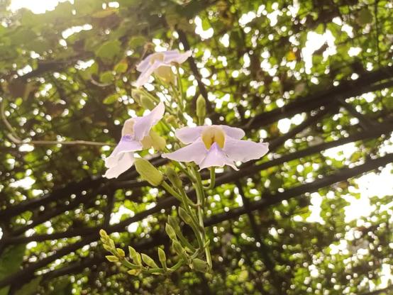 Pale purple-white flowers blooming, with some buds not blooming yet bear them. The photo was taken aiming up. Above the flowers and buds were leaves from vines that attached themselves to the trellis roof (I am sure there is a proper name for this, which escapes me), gave nice dappled shade.