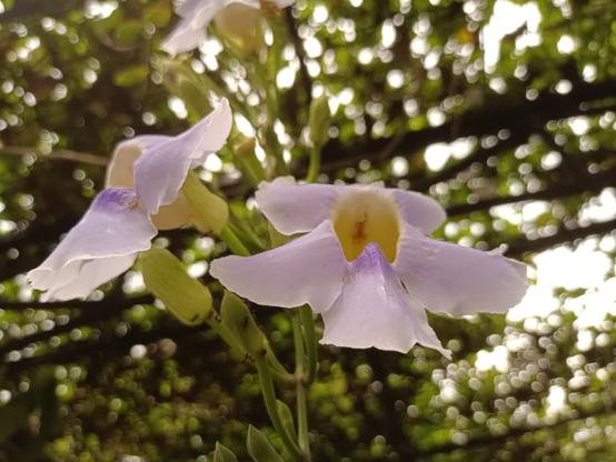 Closer photos of the same flowers. I am not tall enough to get macro shots, though.
