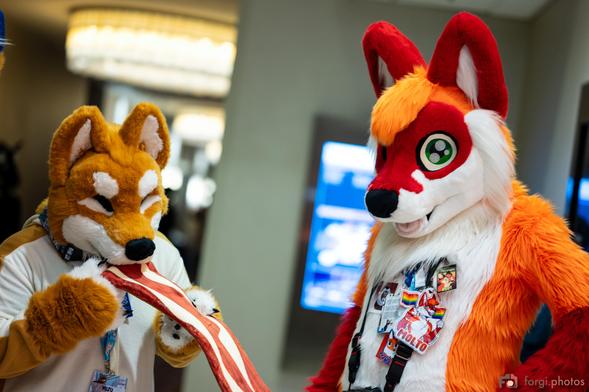 Yuzu Shiba (orange and white shiba inu fursuiter) in partial fursuit wearing a white kigu and holding a comically large strip of bacon in her mouth. Molto Fox (red, orange and white fox fursuiter) in full fursuit standing to the other side staring intensely at the strip of bacon with one hand on his hip.