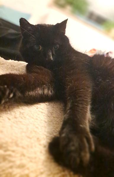 Der Kater.
Schwarz.
Verpennt.
Genervt.