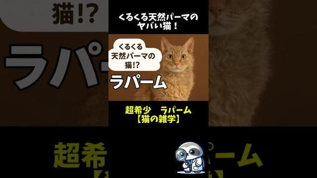 超希少！くるくる天然パーマのヤバい猫【猫の雑学】　#shorts  #雑学