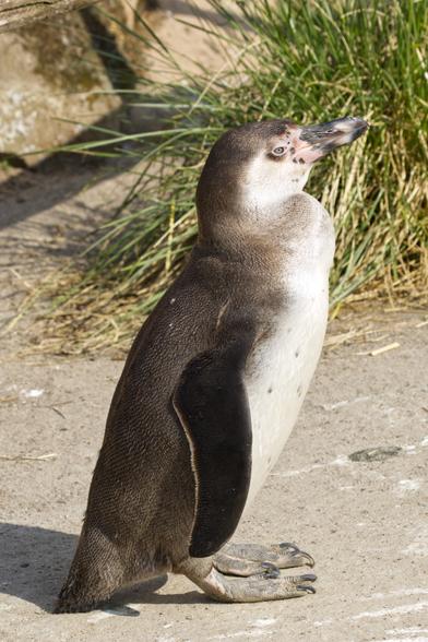 Ein Humboldt-Pinguin (Spheniscus humboldti) in Profilansicht. Der Vogel steht auf glattem Boden vor einem Grasbüschel.