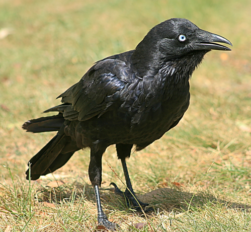 Corvus mellori (known as little raven) standing on a grassy ground and looking straight ahead.