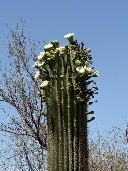 A single dark green Saguaro Cactus is seen blooming profusely at the top of its single stem. The flowers are white with yellow centers, there are a number of unopened flower buds as well. A blue sky and some bare shrub branches are seen behind the cactus.