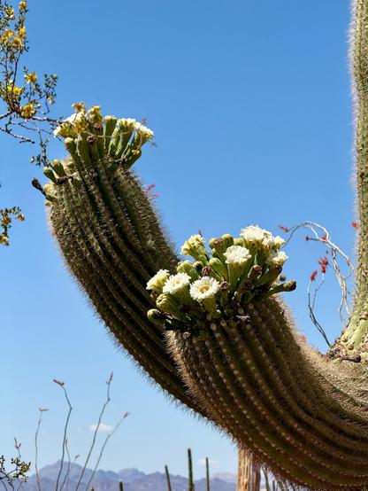 Two side branches of a Saguaro Cactus fill the photo, with a blue sky behind them. The tips of the branches have a number of buds and blooms. The blooms are creamy white with yellow centers. There are a number of bright red Ocotillo flowers on the tips of bare branches in the background.