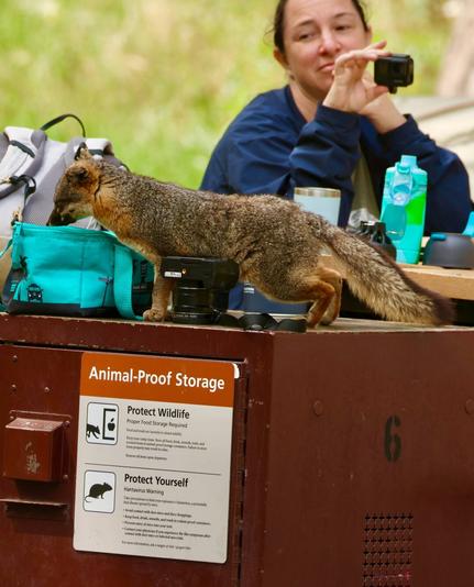 a fox about 1/3 the size of a mainland fox stands on a metal box labeled “animal-proof storage.”