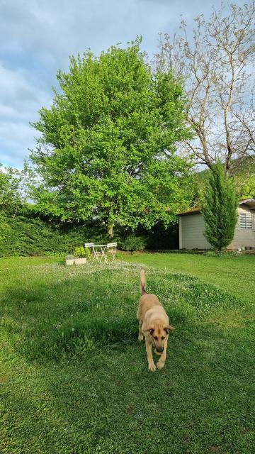 Galou le chien joue à la balle dans un jardin avec une pelouse courte, une partie haute fleurie de pâquerettes, au fond une table et 2 chaises jaune de jardin, au fond un érable en feuilles ,on devine un cabanon, le tout sous un soleil du soir et un ciel bleu pâle