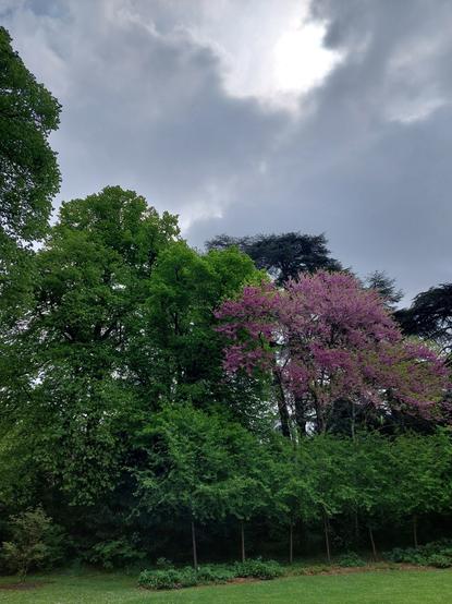 Ciel bas, arbres en fleurs et à jeunes pousses