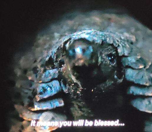 Close up on head and shoulders of a pangolin. 
Subtitles read: It means you will be blessed...