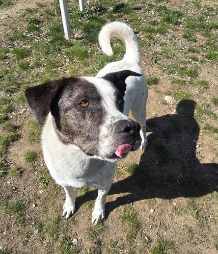 A brown and white heeler mix dog looks aside from the camera with his tongue sticking out with his mouth closed.