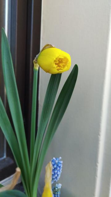 Photography of a Narcissus plant shortly before opening its flower. Below of the plant are Muscari plants in full flower. In the background is a white wall.