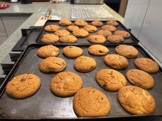 Two baking trays containing round biscuits.