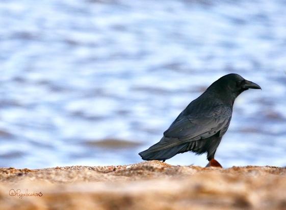 Une corneille noire, tournée vers la droite, sur le point de sortir du cadre en marchant d’un air décidé. Elle est posée sur du sable, face à la mer.