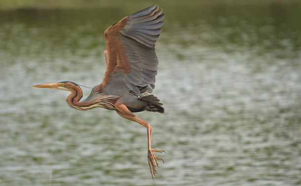 Un héron pourpré en vol les ailes dépliées