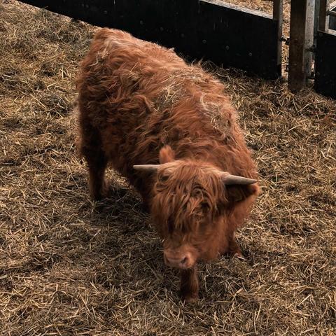 A young highland cow with fluffy brown fur and horns, standing on straw in a barn at Cannon Hall farm