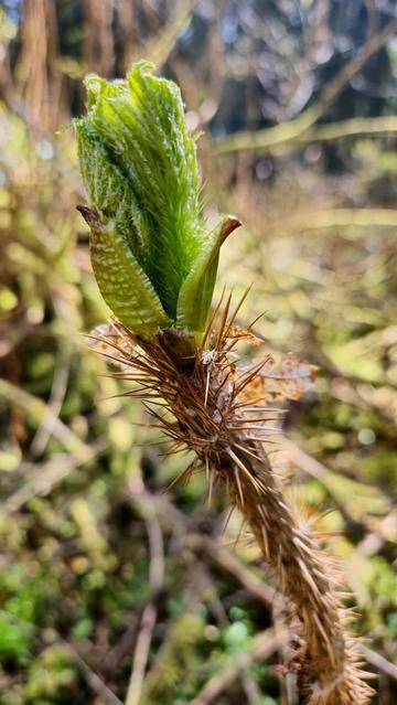 This image shows a close-up of a plant with a new, green shoot emerging. The stem appears to be covered in sharp thorns and the new growth also appears to be thorny. The background is blurred, emphasizing the plant as the focus of the image.