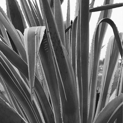 Nahaufnahme von langen, schmalen Blättern einer stacheligen Pflanze, wahrscheinlich Agave