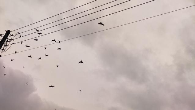Schwalben fliegen von Stromleitung auf