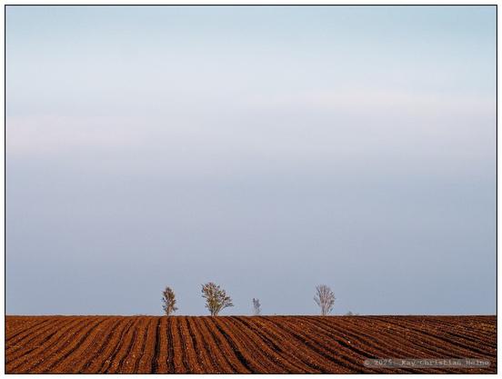 Frisch bearbeiteter, gefurchter Acker, dessen nackte Erde im Licht der tief stehenden Abendsonne rotbraun leuchtet und dessen Strukturen im Streiflicht klar hervortreten. Am tief im unteren Bildviertel angeordneten Horizont stehen zentral ein paar kleine, etwas verloren wirkende Bäumchen im ersten Frühlingsgrün unter blassblauem Himmel, an dem sich ganz zart ein rosa Schimmer der Abenddämmerung erahnen lässt.