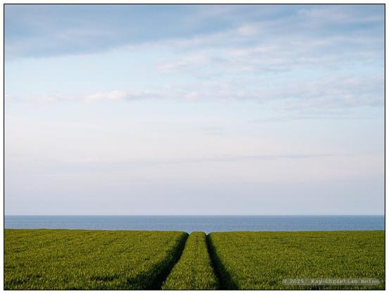 Doppelte, im Streiflicht der tief stehenden Sonne im Schatten liegende Fahrspur eines Traktors durch das knapp kniehohe Grün eines Ackers, die zentralperspektivisch auf den im unteren Bilddrittel liegenden Horizont zuläuft. Darüber ein schmaler Streifen blauer Ostsee unter einem blassblauen, leicht bewölkten Himmel.