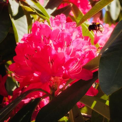 A close-up shot shows a cluster of vibrant pink rhododendron flowers surrounded by green leaves. A fuzzy bumblebee is captured mid-flight, approaching the flowers.