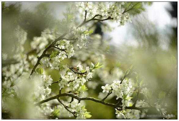 Alle Fotos: Pflaumenbaum in voller Blüte bei Sonnenschein und blauem Himmel, Detailaufnahmen und weitwinklige Aus- und Anschnitte des Baumes mit geringer Tiefenschärfe zur Betonung des duftig-leichten Charakters der Szenerie.