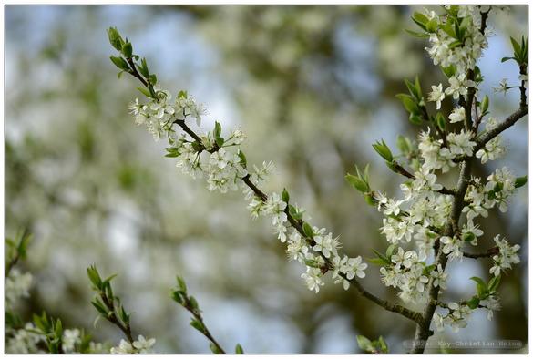 Alle Fotos: Pflaumenbaum in voller Blüte bei Sonnenschein und blauem Himmel, Detailaufnahmen und weitwinklige Aus- und Anschnitte des Baumes mit geringer Tiefenschärfe zur Betonung des duftig-leichten Charakters der Szenerie.