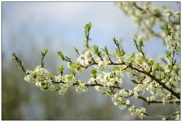Alle Fotos: Pflaumenbaum in voller Blüte bei Sonnenschein und blauem Himmel, Detailaufnahmen und weitwinklige Aus- und Anschnitte des Baumes mit geringer Tiefenschärfe zur Betonung des duftig-leichten Charakters der Szenerie.