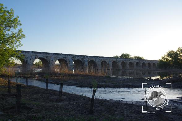 fotografía de Puente Largo en elJarama Aranjuez, primer plano unos árboles jóvenes autóctonos plantados en primer plano