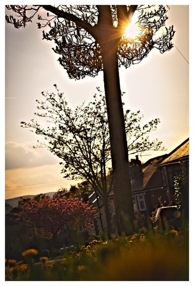 A sunlit scene captures a quiet suburban street at golden hour. In the foreground, a tall tree stands silhouetted, its trunk dividing the frame. The sun peeks through its bare branches, radiating strong flares of golden light. Below, a soft carpet of dandelions glows in warm yellow. Behind the tree, blooming cherry blossoms add bursts of pink among rooftops and houses. The sky glows with a soft gradient from pale gold to hazy peach, suggesting a calm spring evening. The entire image feels peaceful and nostalgic, like a memory gently bathed in sunshine, framed neatly with a clean white border.