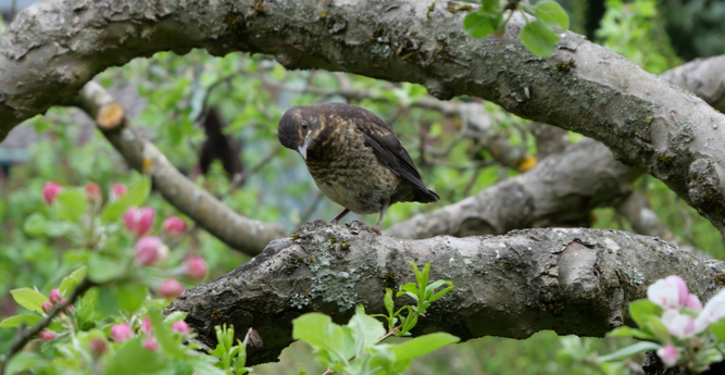 thrush sitting on apple tree branch
looking at me
