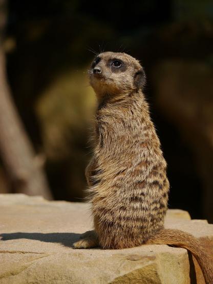 Ein Erdmännchen sitzt aufrecht auf einem Stein und beobachtet etwas links hinter der Kamera.