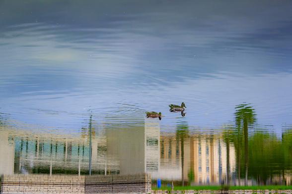 Two ducks are seen in a pond where they are reflected together with some buildings and trees.