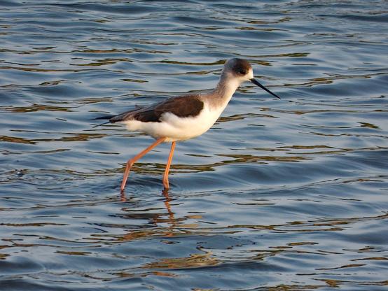 Cigüeñuela andando en el agua poco profunda. Es joven y los colores que de mayor serán negros, la cabeza y las alas, aun son marrones. El resto del cuerpo es blanco. Tiene patas muy largas igual que el pico que es fino, largo y puntiagudo.