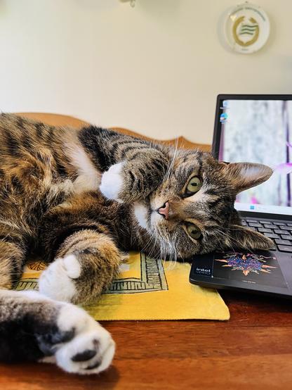 Min gråsvarttigrerade katt ligger tätt intill min dator och visar upp sin fluffiga mage och sina vita tassar. Tittar rätt in i kameran och ser oerhört söt ut.