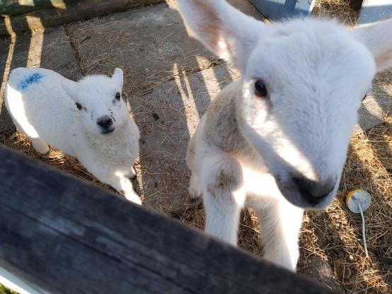 Two lambs in a pen. One is standing on it's back legs with it's front legs up on the wooden fence peering into the camera. The other is also looking into the camera but standing on the ground just behind the other one.