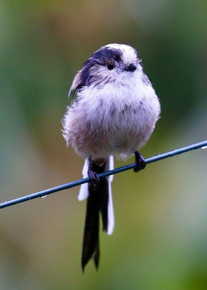 A Long Tailed Tit sitting on a wire looking towards the camera