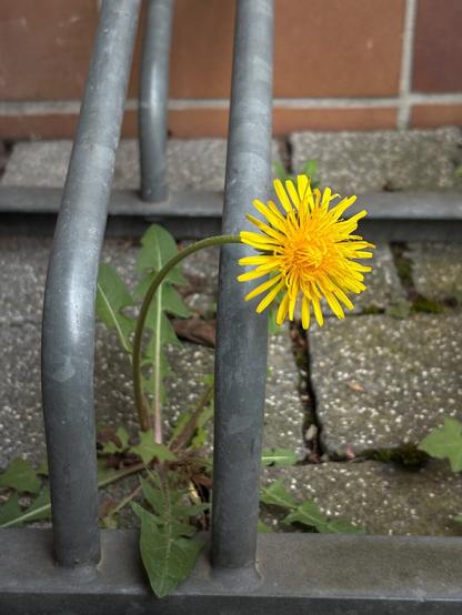 A bright yellow dandelion growing out of a bike stand. The surrounding colors are somewhat muted, so the dandelion really stands out. Its blossom bends over the bike stand, as if it looks around, curious of its surroundings.