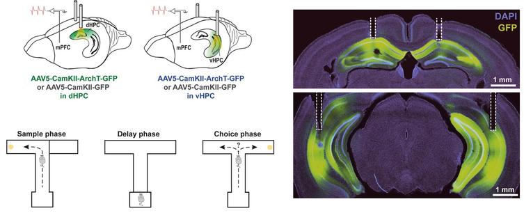 Top left: Schematic of virus injection and optic fiber implantation in dHPC (left) or vHPC (right) with electrodes implanted in the PFC to record neuronal activity during hippocampal silencing. Right: Example coronal sections showing ArchT-GFP expression in dHPC (top) and vHPC (bottom) with optic fiber placements outlined by dashed white lines. Bottom left: Task schematic. In the sample phase (left), mice were guided to enter one of the two goal arms to receive a reward. After a delay phase in the start box (middle), mice could choose between both goal arms but only received a reward in the goal arm opposite to the one visited in sample (right).