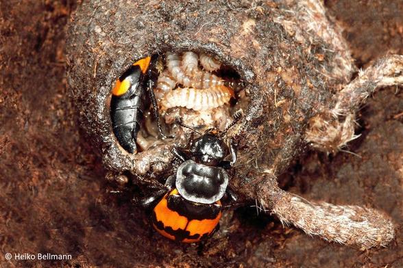 Parents of burying beetle taking care of offspring