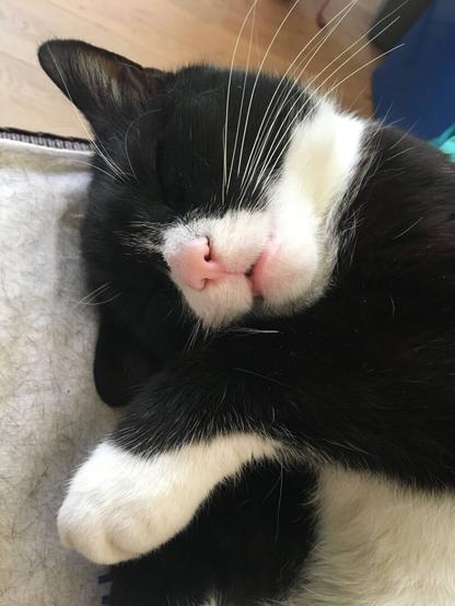 Sleeping cat on a chair