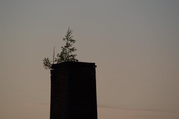Ein Baum wächst auf einem Schornstein